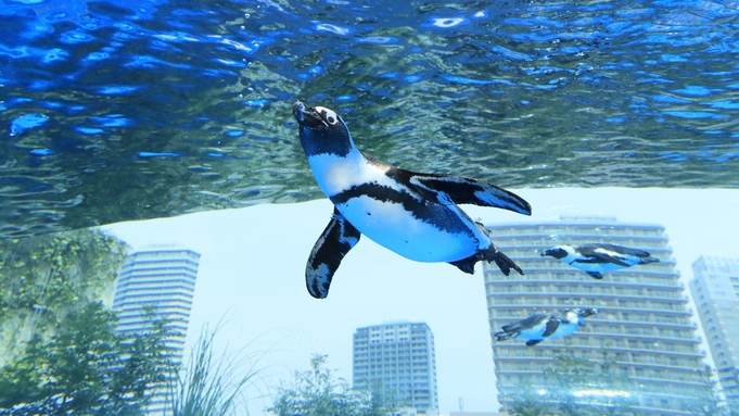 【チケット付き】都会に浮かぶ「天空のオアシス」サンシャイン水族館チケット付プラン